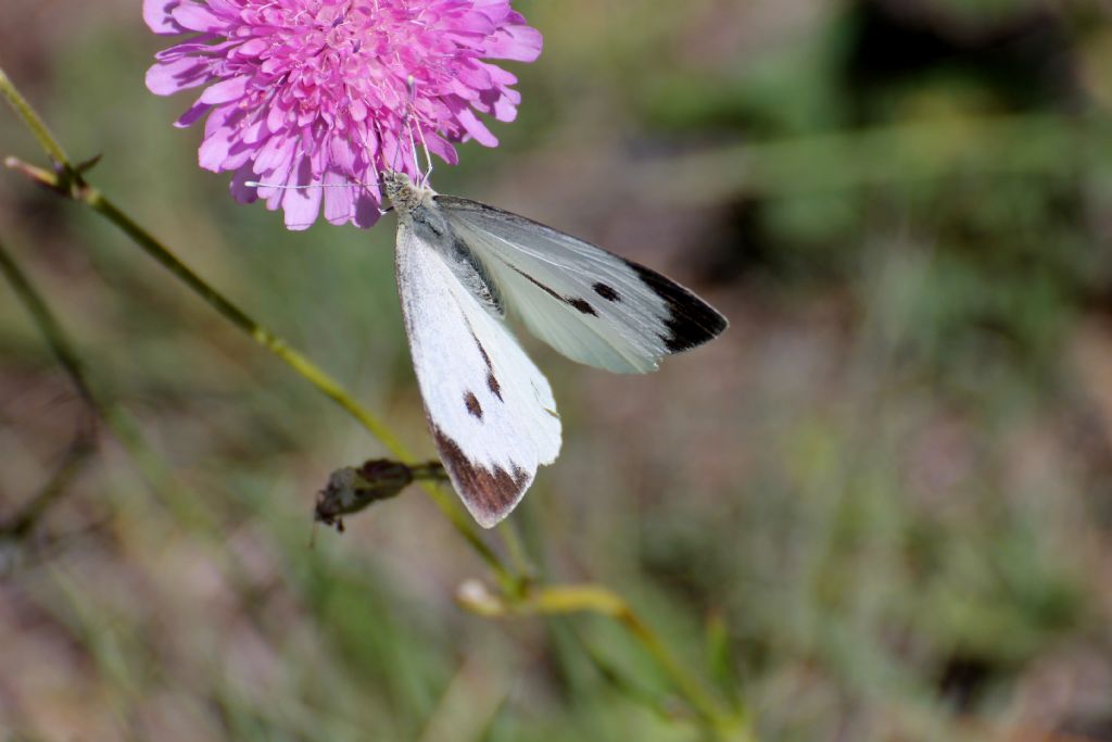 Pieris brassicae? S